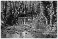 Creek, Maple Glades, Quinault. Olympic National Park ( black and white)