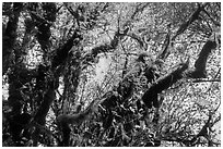 Looking up moss-covered big leaf maple tree in autumn. Olympic National Park ( black and white)