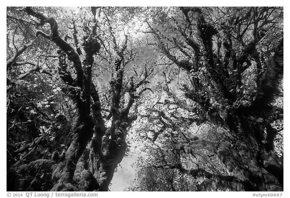 Looking up moss-covered big leaf maple trees in autumn. Olympic National Park (black and white)