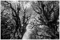 Looking up moss-covered big leaf maple trees in autumn. Olympic National Park ( black and white)