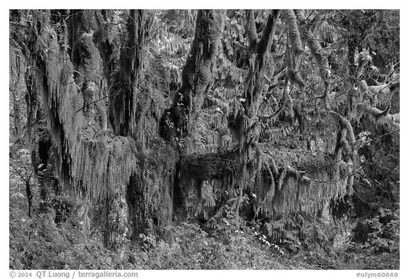 Draping Selaginella moss over big leaf maple, Maple Glades, Quinault. Olympic National Park (black and white)