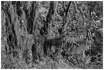 Draping Selaginella moss over big leaf maple, Maple Glades, Quinault. Olympic National Park ( black and white)