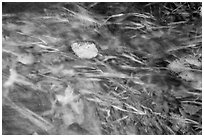 Clear water flowing in creek with grasses and leaves. Olympic National Park ( black and white)