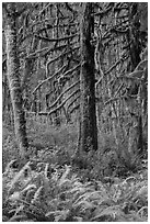 Ferns and moss-covered trees, Quinault. Olympic National Park ( black and white)