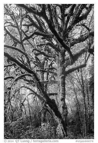 Large bigleaf maple tree. Olympic National Park (black and white)