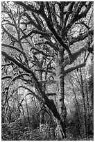 Large bigleaf maple tree. Olympic National Park ( black and white)