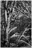 Moss-covered tree and light, Lake Quinault North Shore. Olympic National Park ( black and white)