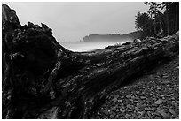 Driftwood tree at dusk, Rialto Beach. Olympic National Park ( black and white)