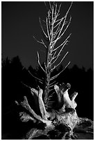 Driftwood and dead tree at night, Rialto Beach. Olympic National Park ( black and white)