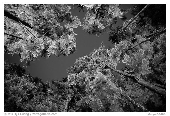 Looking up coastal forest at night, Mora. Olympic National Park (black and white)