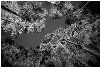 Looking up coastal forest at night, Mora. Olympic National Park ( black and white)