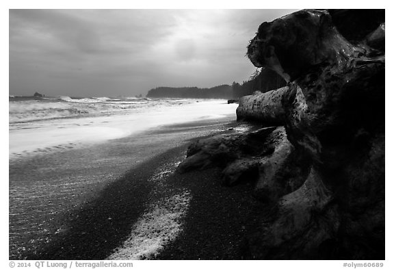 Driftwood and black pebble beach in stormy weather, Rialto Beach. Olympic National Park (black and white)
