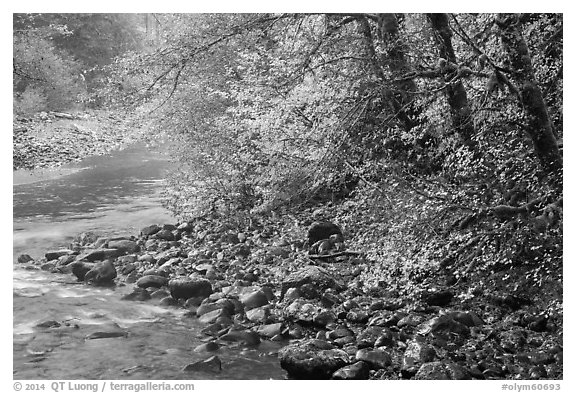 Trees in autumn foliage near Sol Duc River confluence. Olympic National Park (black and white)