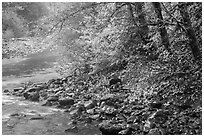 Trees in autumn foliage near Sol Duc River confluence. Olympic National Park ( black and white)