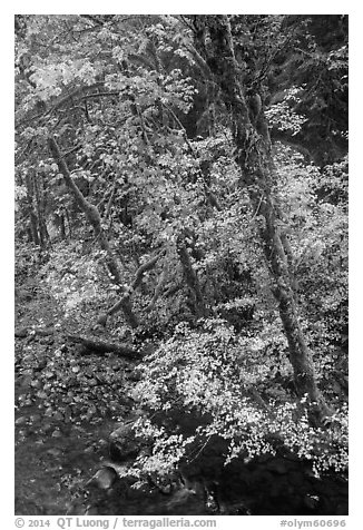 Trees and stream, Sol Duc. Olympic National Park (black and white)