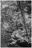 Trees and stream, Sol Duc. Olympic National Park ( black and white)