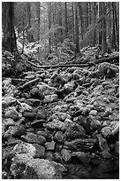 Stream, mossy boulders, and old growth forest, Sol Duc. Olympic National Park ( black and white)