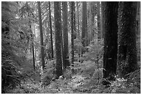 Douglas fir and hemlock forest, Sol Duc valley. Olympic National Park ( black and white)