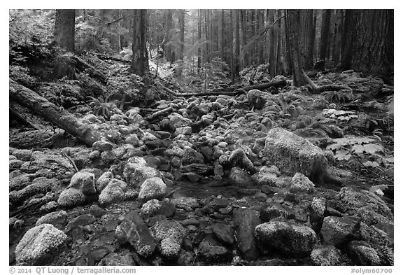 Stream flowing between mossy boulders in old growth forest. Olympic National Park (black and white)