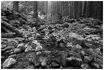 Stream flowing between mossy boulders in old growth forest. Olympic National Park ( black and white)