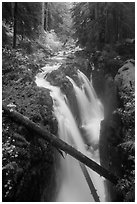 Soleduc Falls dropping into narrow gorge in autumn. Olympic National Park ( black and white)