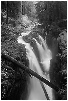 Soleduc Falls dropping into narrow gorge in autumn. Olympic National Park ( black and white)