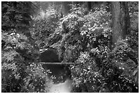 Narrow gorge of the Soleduc river in autumn. Olympic National Park ( black and white)