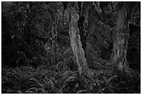 Maple grove at night, Hall of Mosses. Olympic National Park ( black and white)