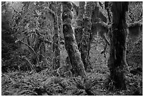 Maple grove in autumn, Hall of Mosses. Olympic National Park ( black and white)