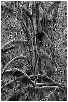 Moss-covered maples in autumn, Hall of Mosses. Olympic National Park ( black and white)