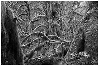 Moss-covered maple trees and fallen leaves in autumn, Hall of Mosses. Olympic National Park ( black and white)