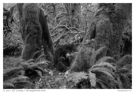Ferns and moss covered maples, Hall of Mosses, Hoh Rain forest. Olympic National Park (black and white)