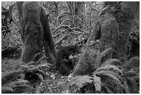 Ferns and moss covered maples, Hall of Mosses, Hoh Rain forest. Olympic National Park ( black and white)