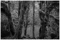 Hoh Rain Forest in autumn. Olympic National Park ( black and white)