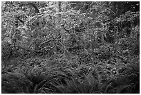 Ferns and maples in autumn, Hoh Rain forest. Olympic National Park ( black and white)