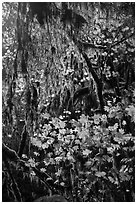 Hanging mosses and maple leaves, Hoh Rain forest. Olympic National Park ( black and white)