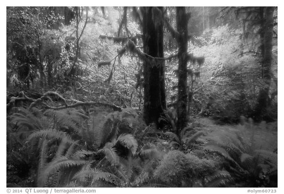 Autumn foliage in the rain, Hoh Rain Forest. Olympic National Park (black and white)