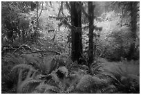 Autumn foliage in the rain, Hoh Rain Forest. Olympic National Park ( black and white)