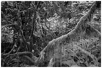 Branch with hanging mosses and autumn colors in Hoh Rainforest. Olympic National Park ( black and white)
