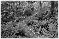 Trail in autumn Hoh Rain Forest. Olympic National Park ( black and white)