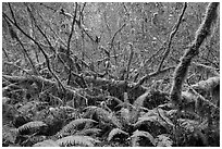 Ferns and thin branches, Hoh Rain Forest. Olympic National Park ( black and white)