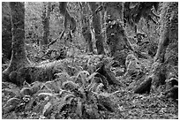 Ferns, nurse log, moss-covered maple trees, and fallen leaves, Hoh Rainforest. Olympic National Park ( black and white)