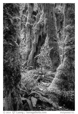 Moss-covered maples in autumn, Hall of Mosses. Olympic National Park (black and white)