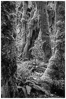Moss-covered maples in autumn, Hall of Mosses. Olympic National Park ( black and white)