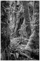 Moss-covered maples in autumn, Hall of Mosses. Olympic National Park ( black and white)