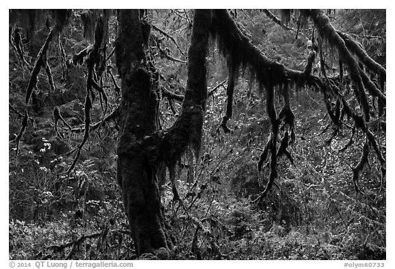 Moss-covered trees and rain forest with autumn foliage. Olympic National Park (black and white)