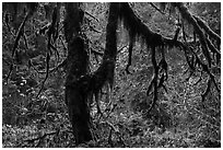 Moss-covered trees and rain forest with autumn foliage. Olympic National Park ( black and white)