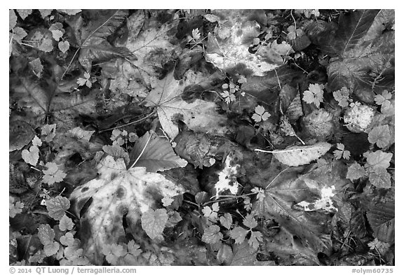 Forest floor with fallen leaves and clover, Quinault. Olympic National Park (black and white)