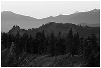 Forested ridge, Hurricane Hill. Olympic National Park ( black and white)