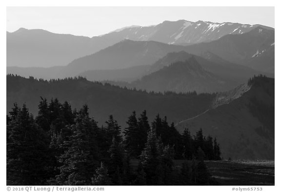 Olympic mountain ridges from Hurricane Hill, early morning. Olympic National Park (black and white)